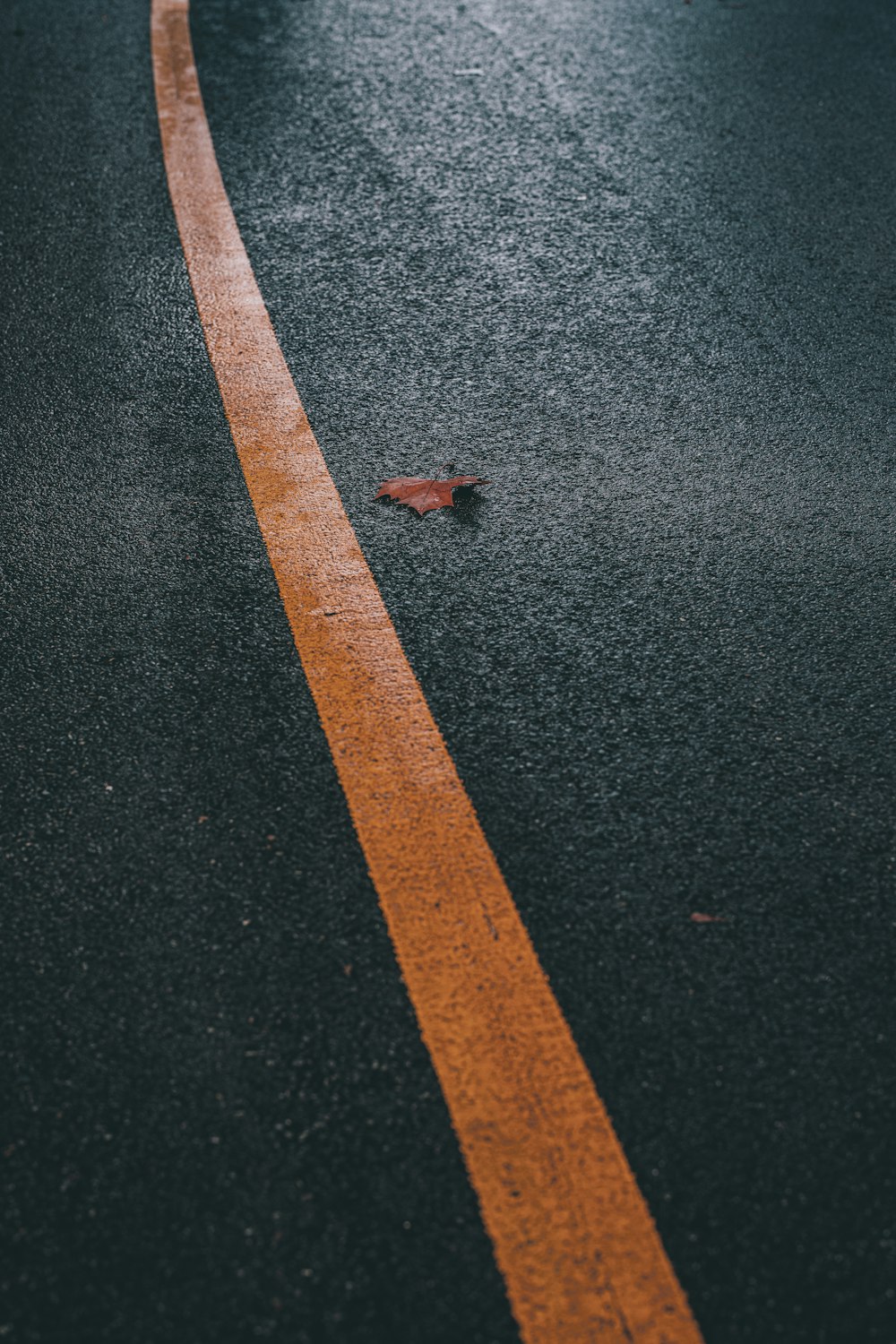 um pássaro solitário sentado à beira da estrada