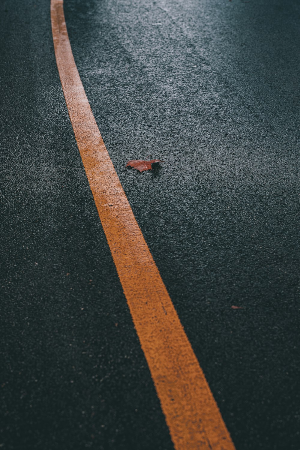 a lone bird sitting on the side of the road