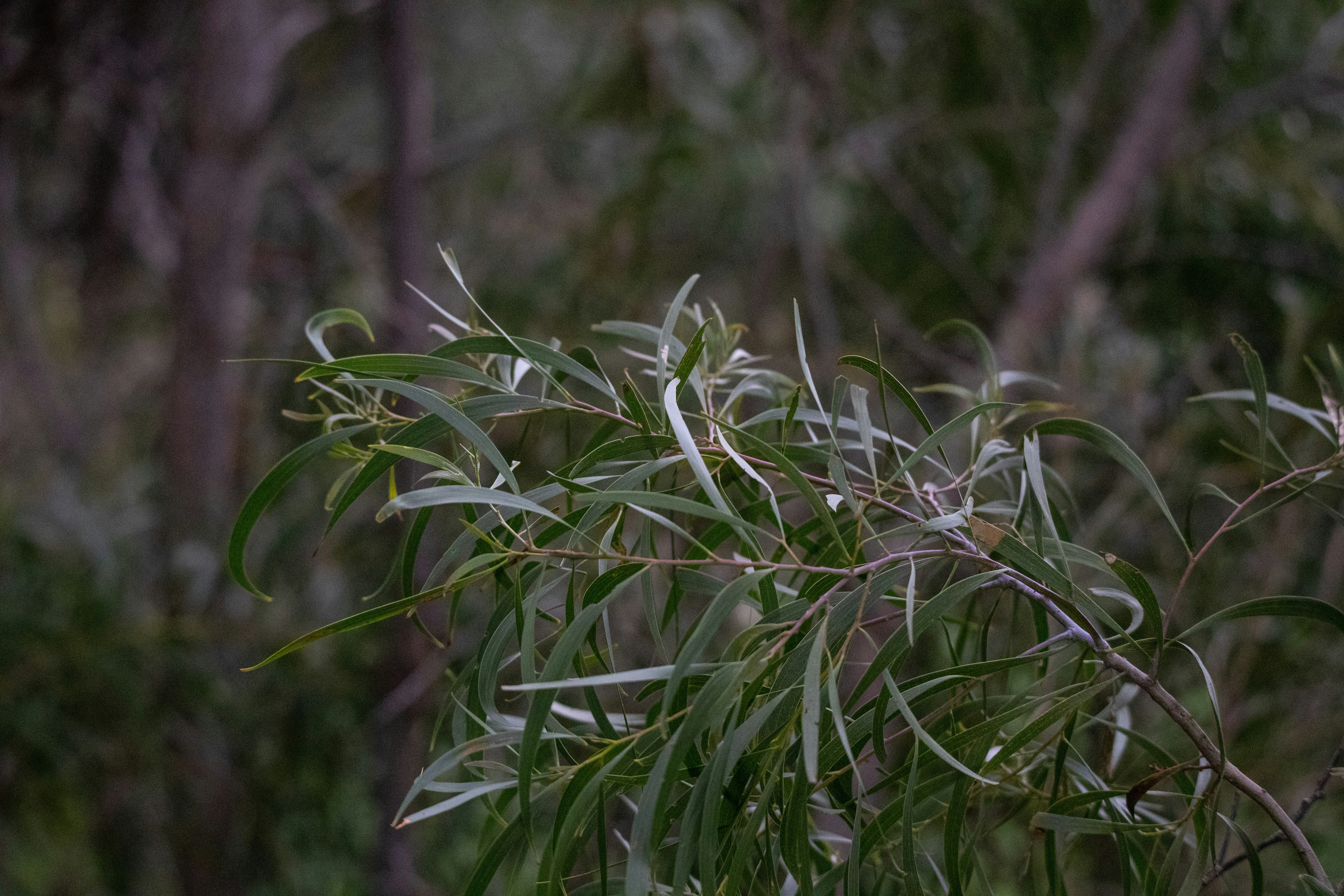 a close up of a tree with lots of leaves