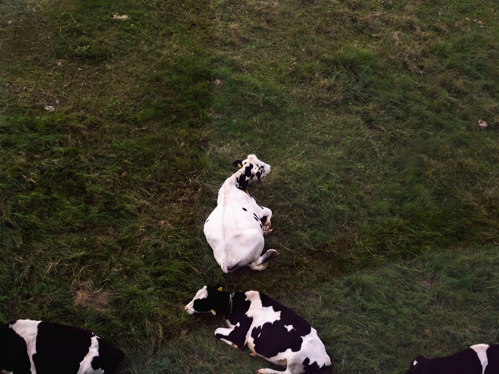 a group of cows laying on top of a lush green field