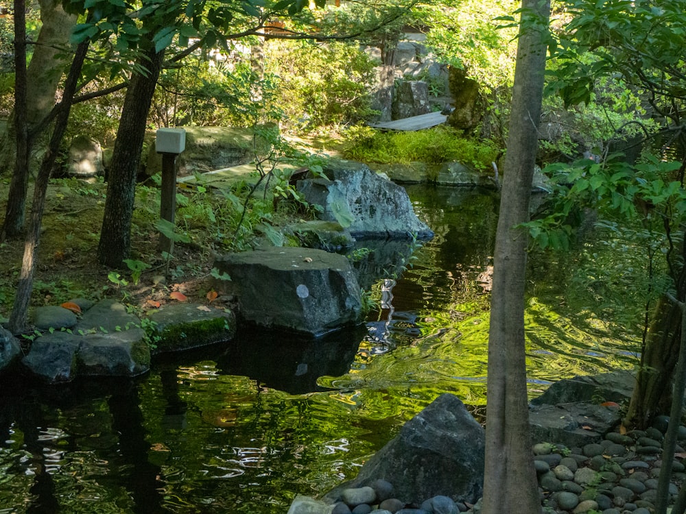 a small pond surrounded by trees and rocks