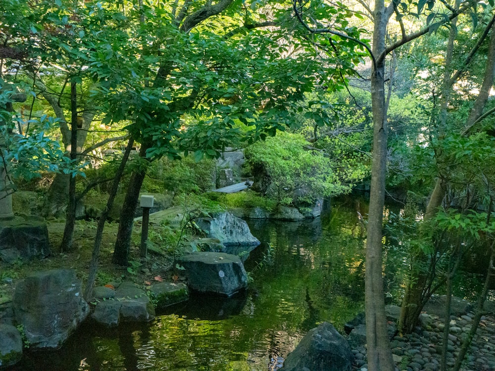 a small stream running through a lush green forest