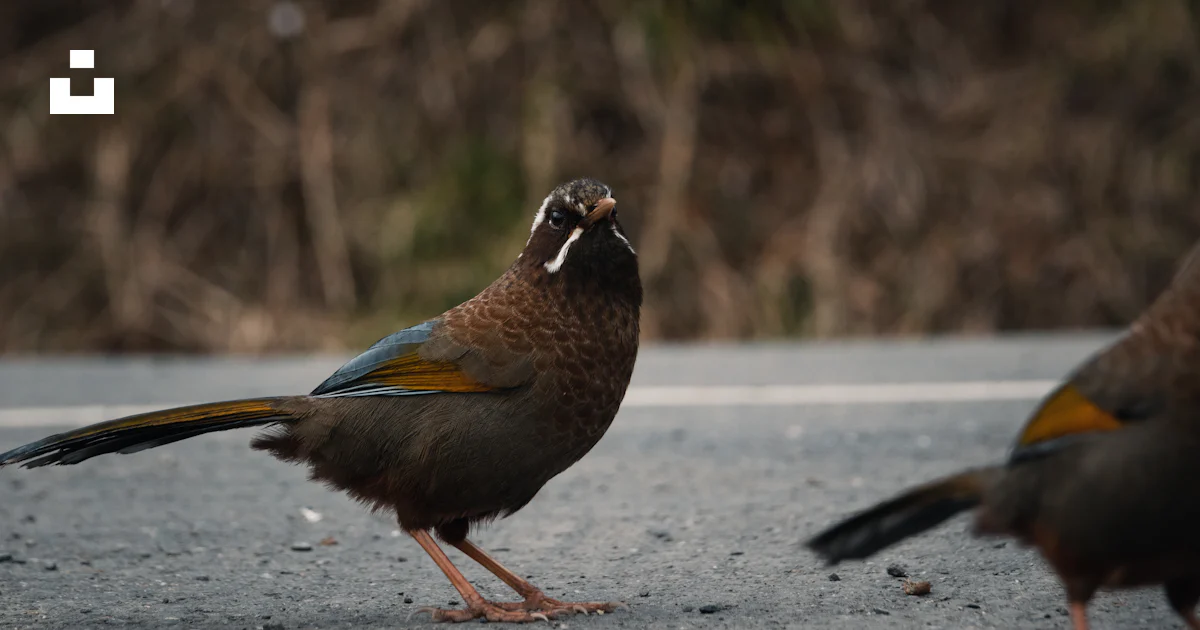 Un Couple D oiseaux Debout Au Sommet D une Route Photo Photo Animal un-couple-d-oiseaux-debout-au-sommet-d-une-route-photo-photo-animal