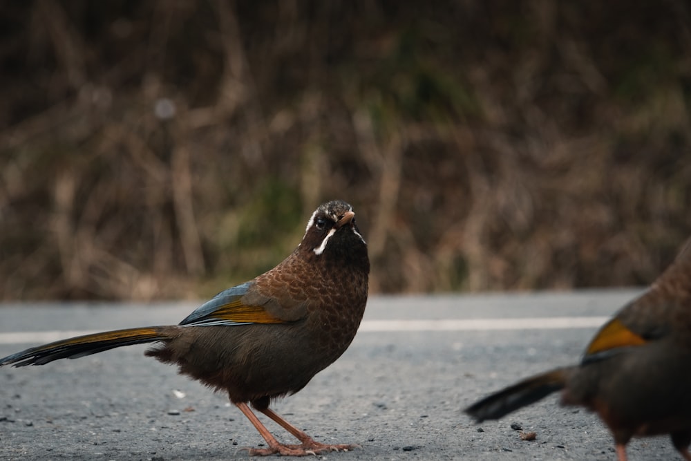 a couple of birds standing on top of a road