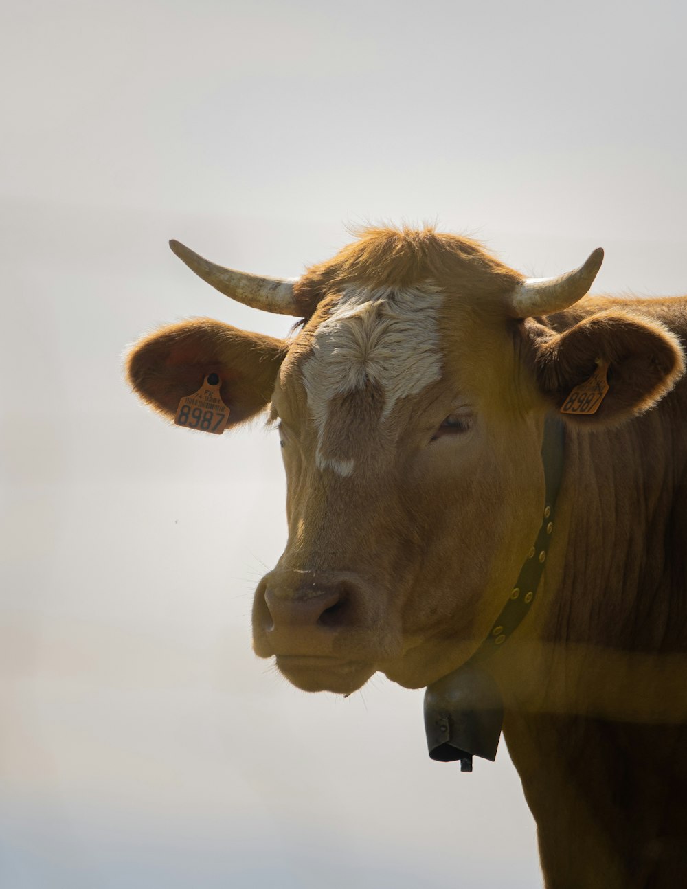 Un primo piano di una mucca con uno sfondo del cielo