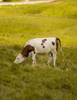 a brown and white cow eating grass in a field