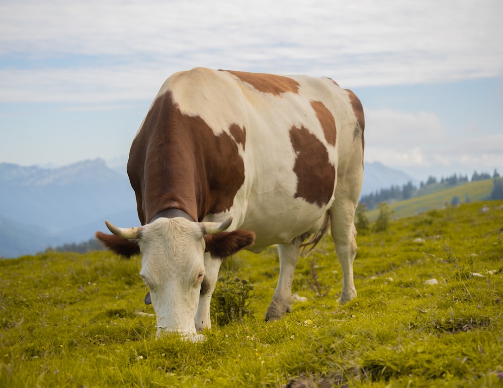 Una mucca marrone e bianca in piedi in cima a un campo verde lussureggiante