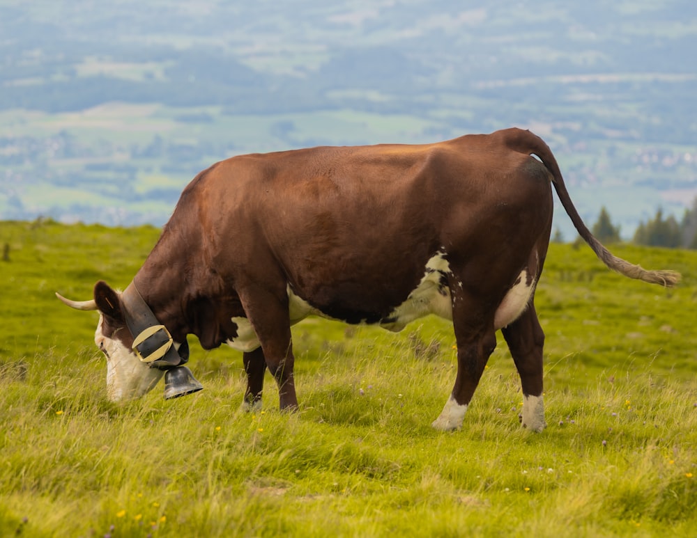 a brown and white cow grazing on a lush green hillside