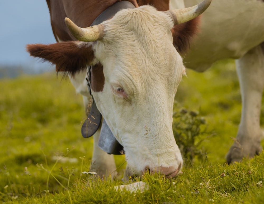 Una mucca marrone e bianca in piedi in cima a un campo verde lussureggiante