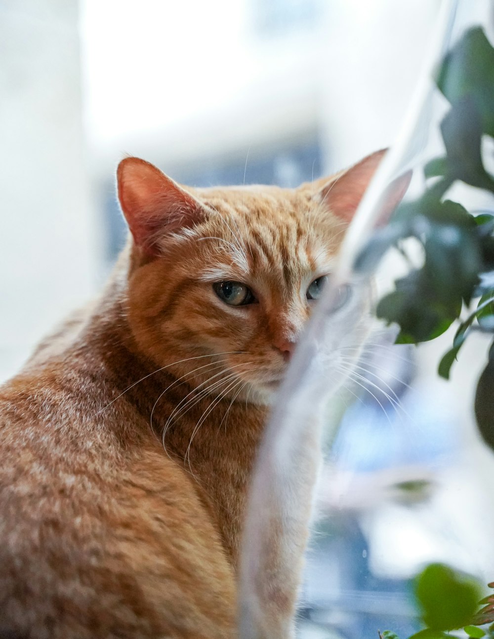 a close up of a cat near a plant