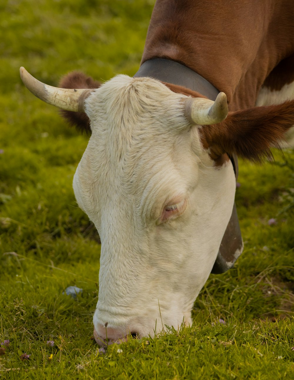 Un primo piano di una mucca al pascolo in un campo