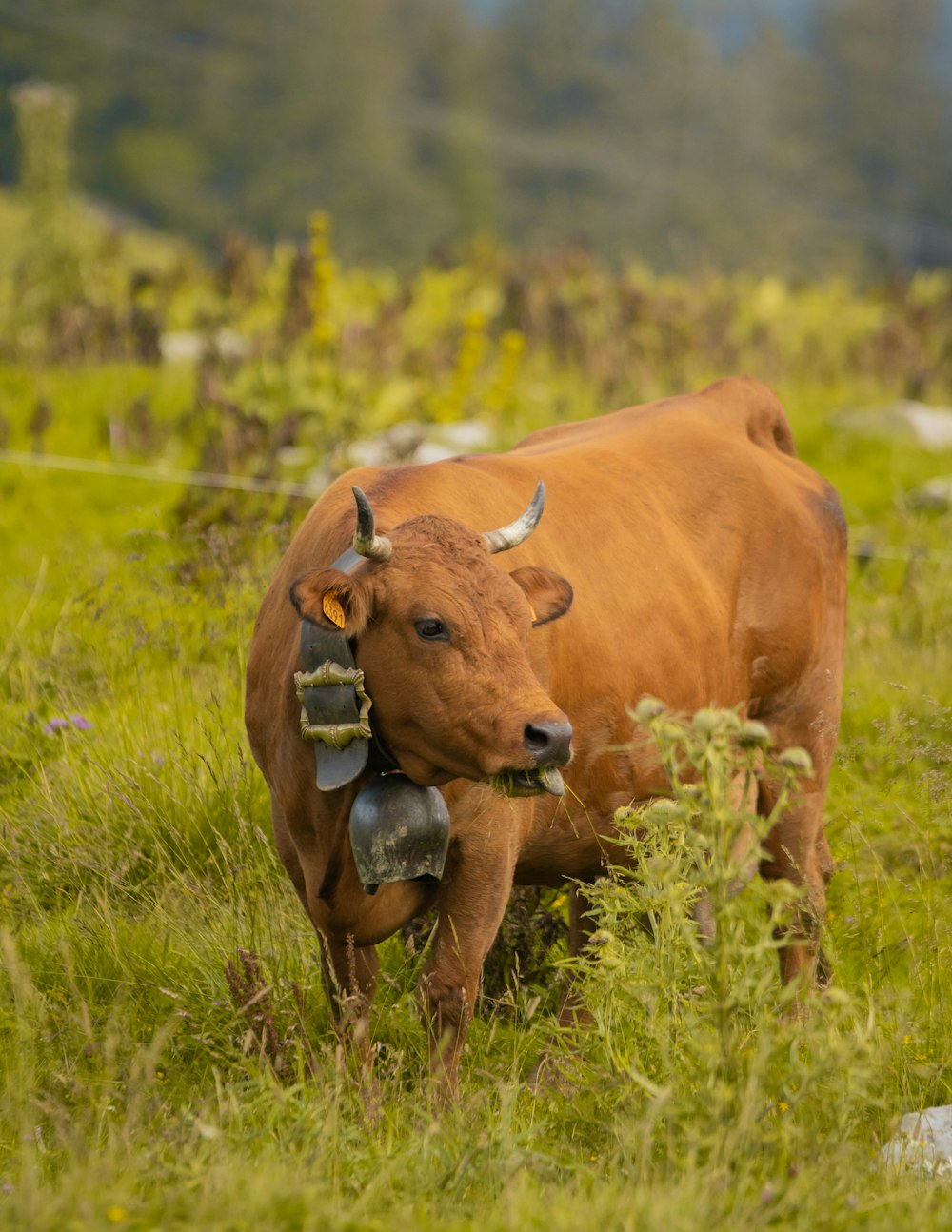 una mucca marrone in piedi in un campo verde lussureggiante