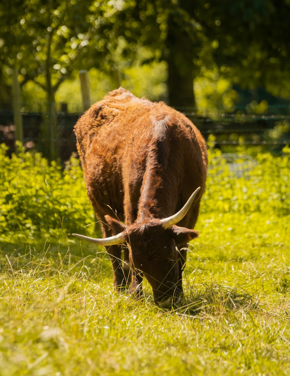 Una mucca marrone che pascola in un campo erboso