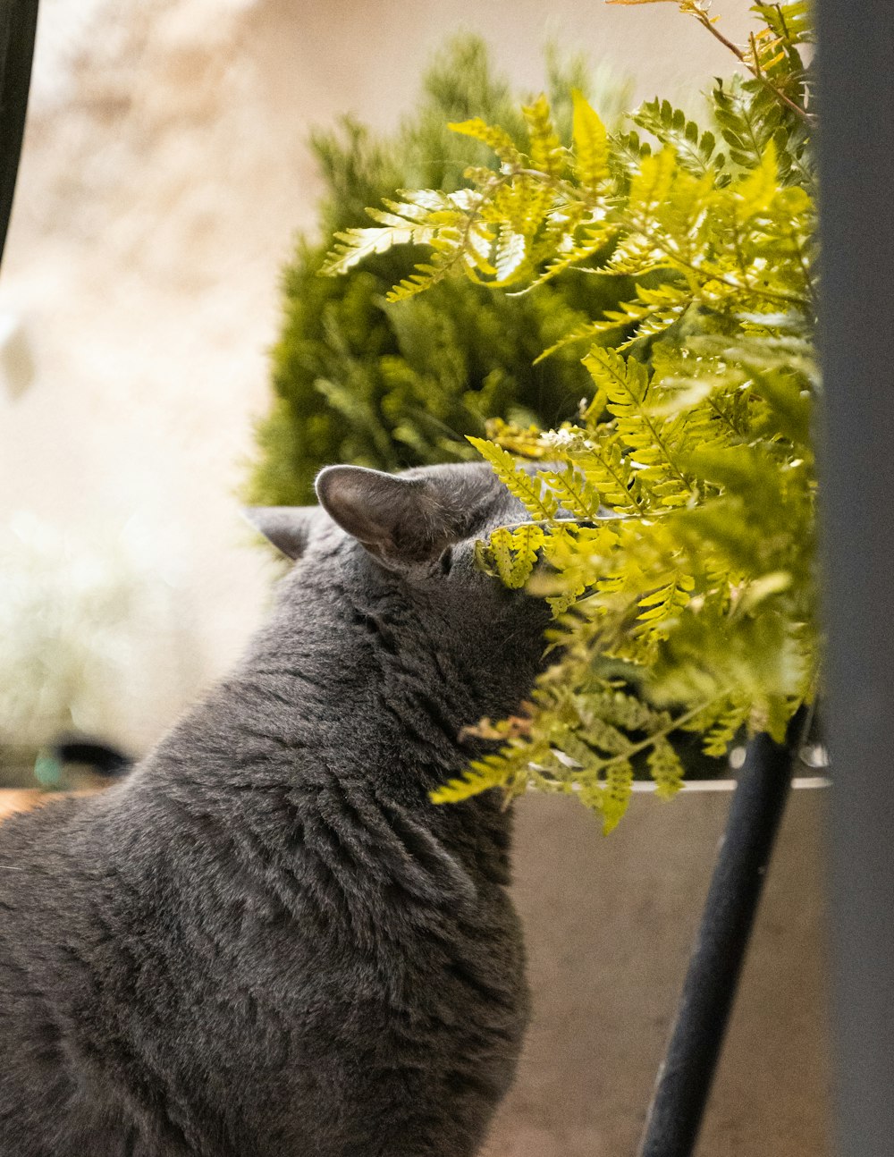 a cat is smelling a plant in a pot