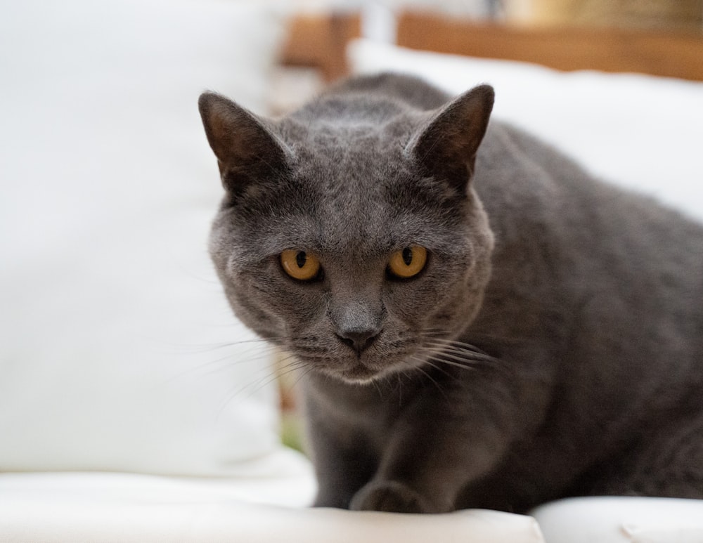 a gray cat sitting on top of a white couch