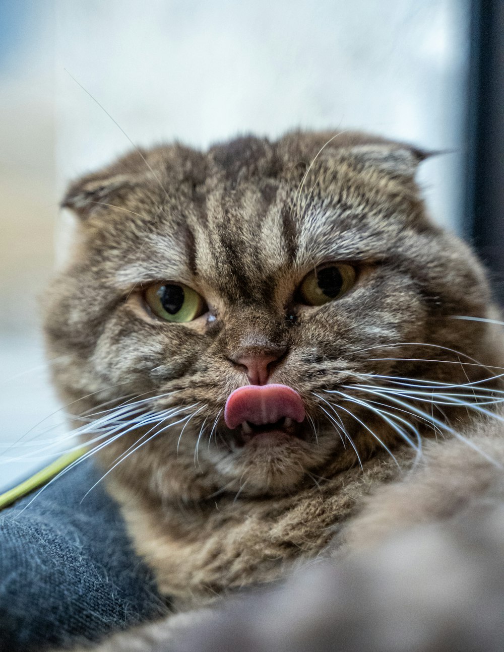 a close up of a cat sticking its tongue out