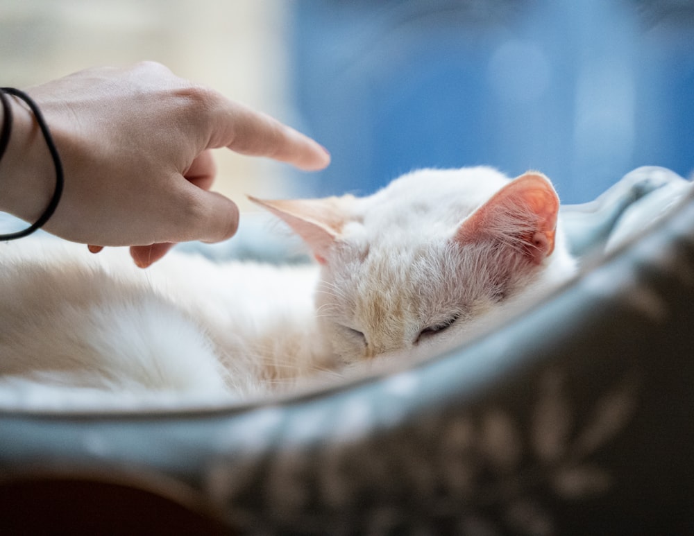 a person petting a white cat laying on top of a bed