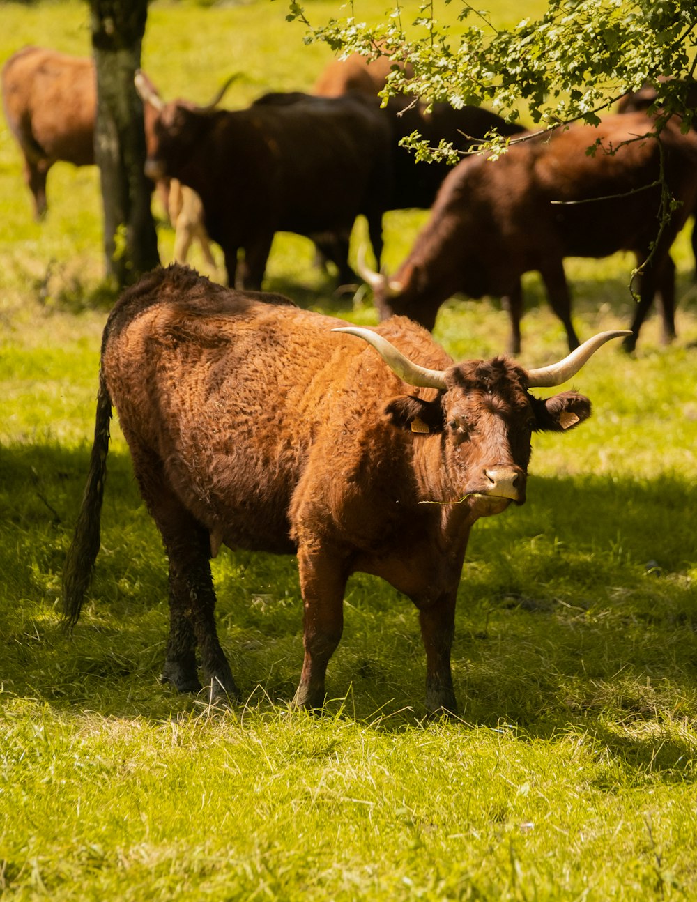 una mandria di bovini in piedi in cima a un rigoglioso campo verde