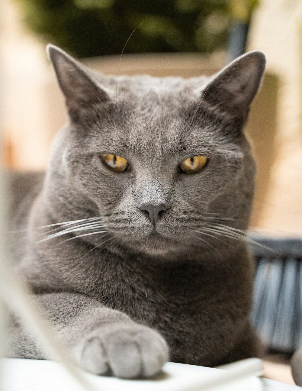 a gray cat sitting on top of a table
