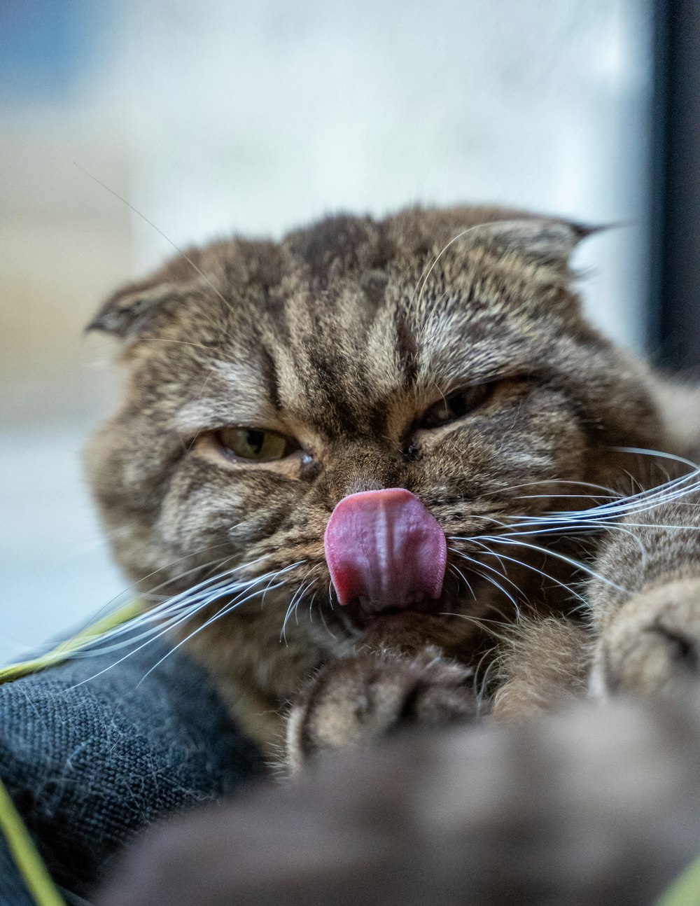 un gatto che tira fuori la lingua e tira fuori la lingua