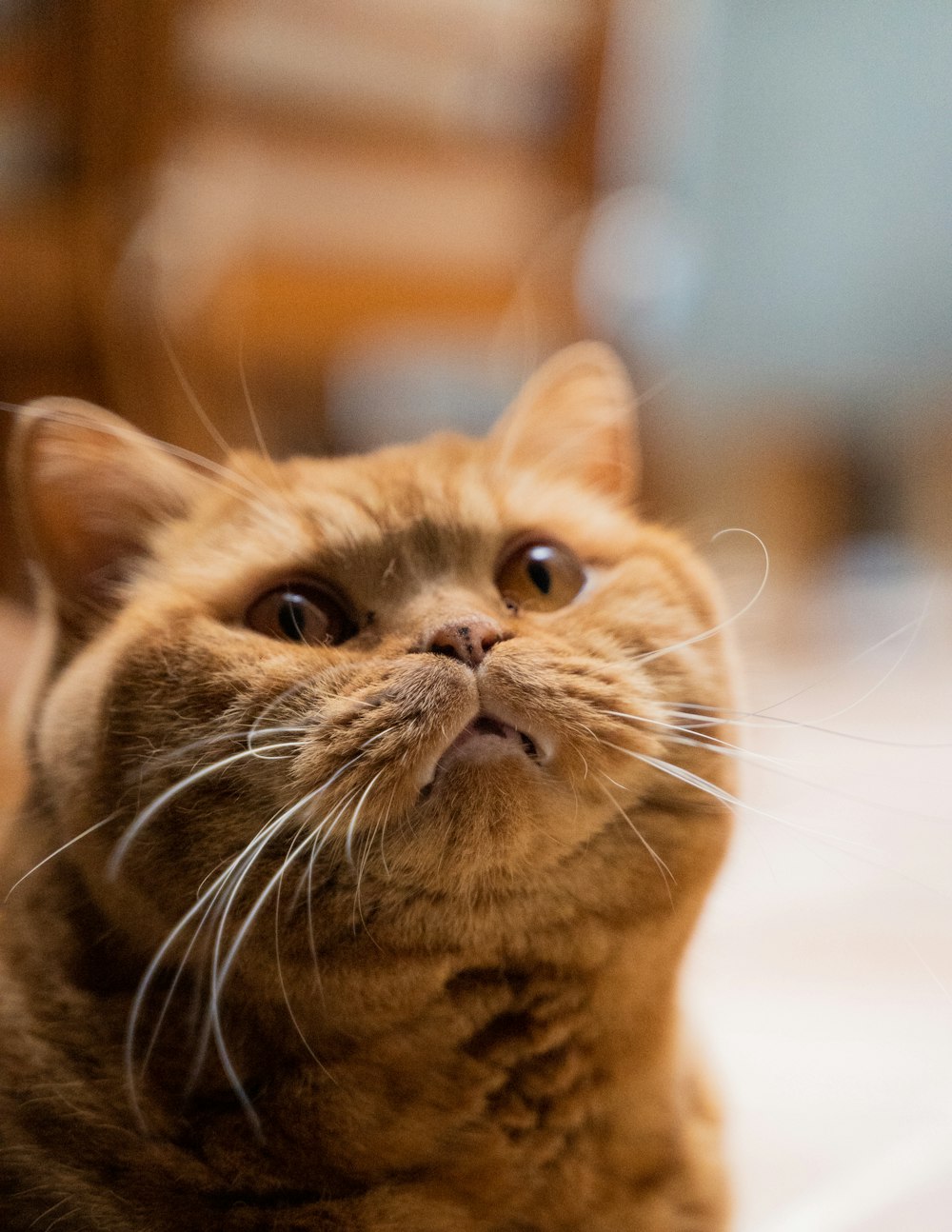 a close up of a cat looking up