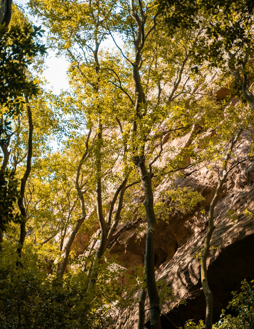 a forest filled with lots of trees next to a cliff