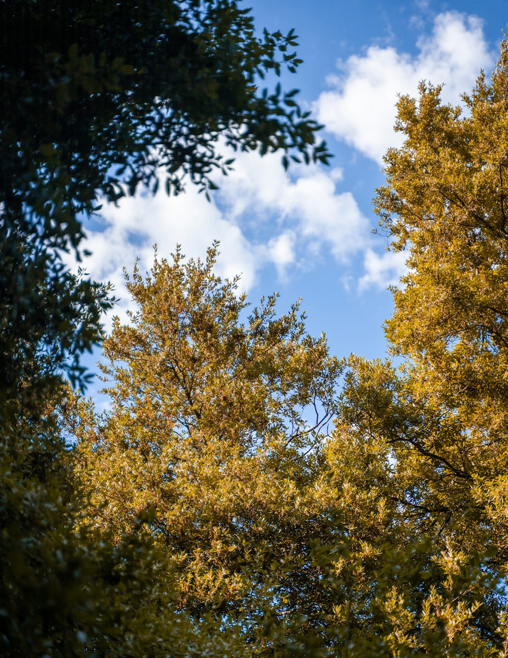 a blue sky with some clouds and some trees