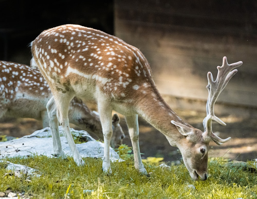 a couple of deer standing on top of a lush green field