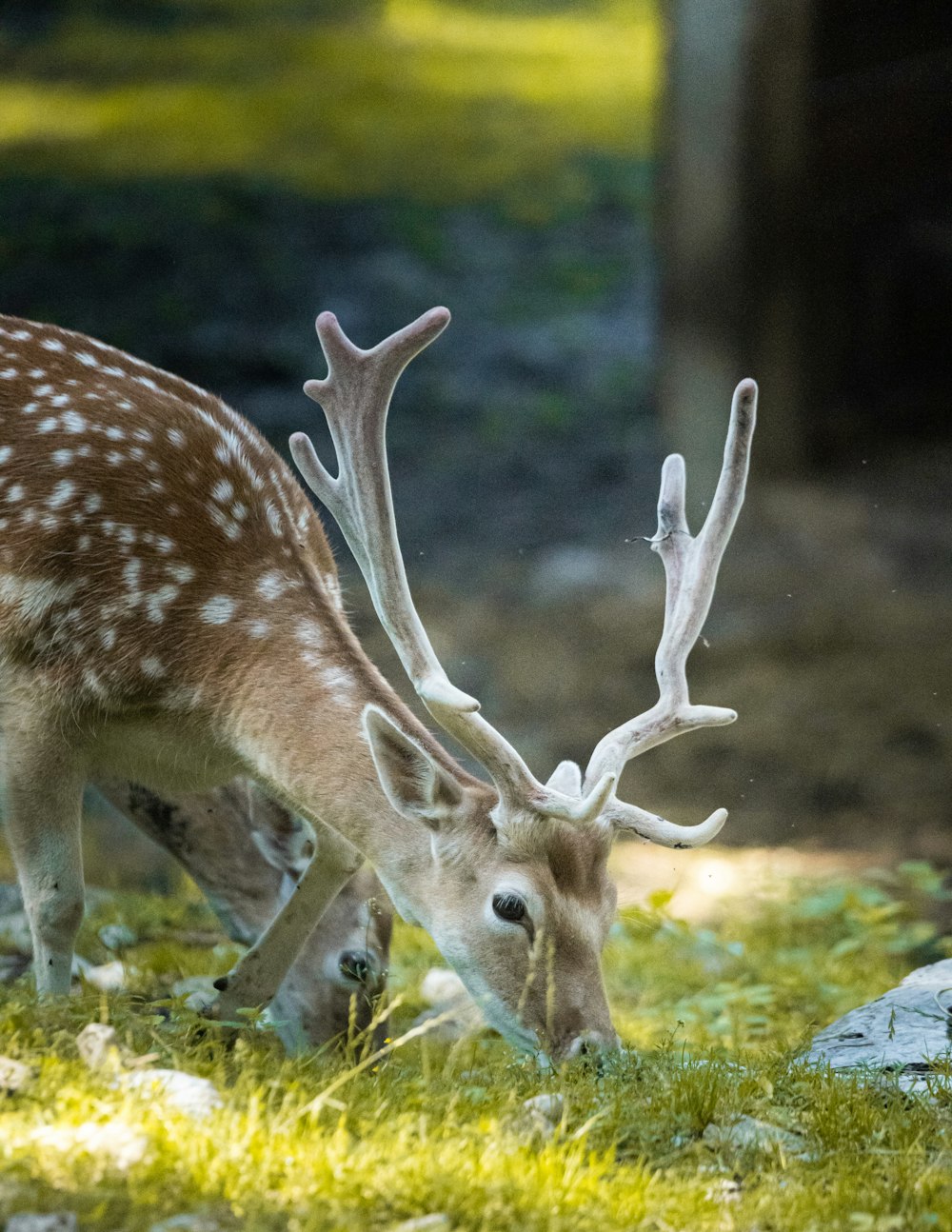 a deer with antlers grazing in the grass