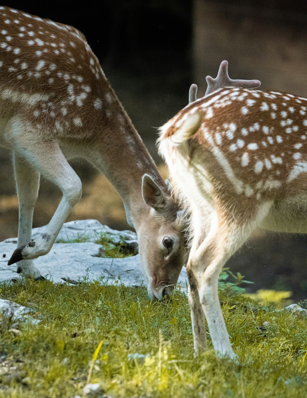 a couple of deer standing on top of a lush green field