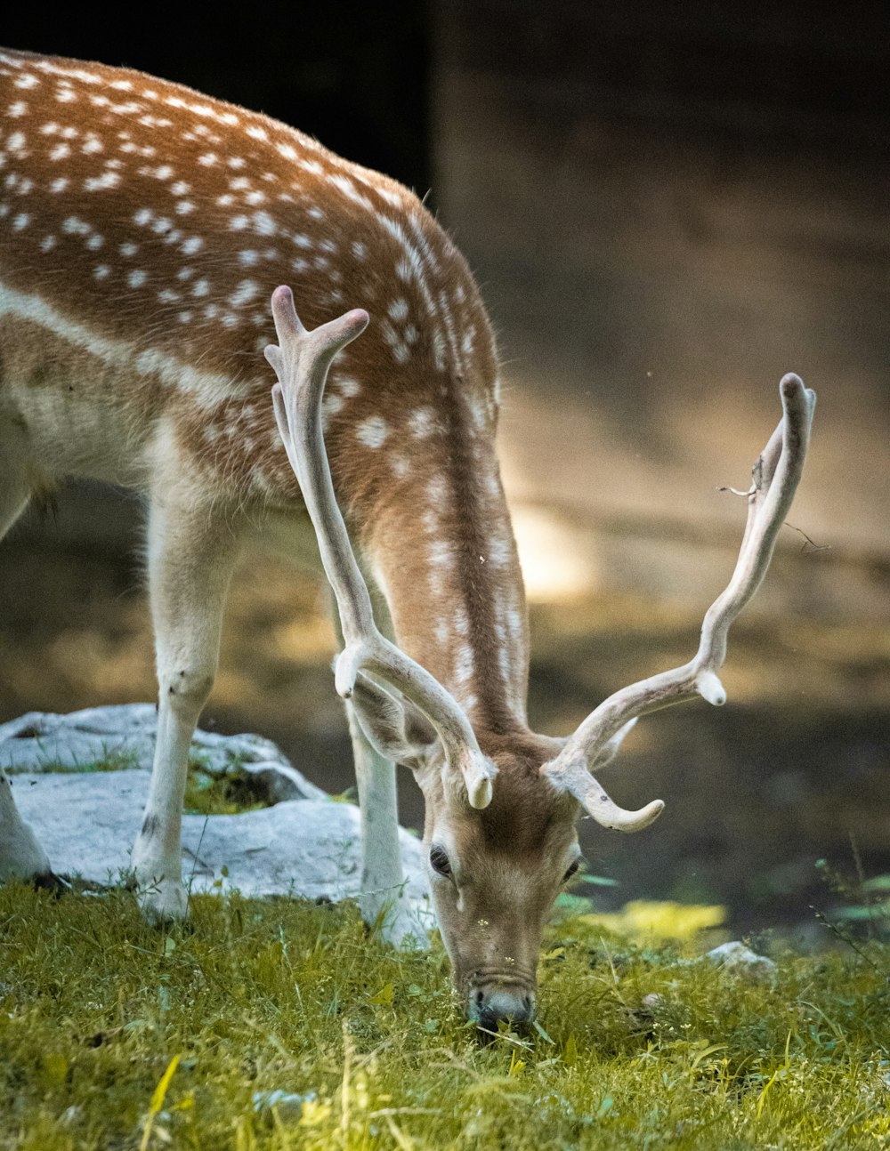 a deer grazing on grass in a zoo enclosure