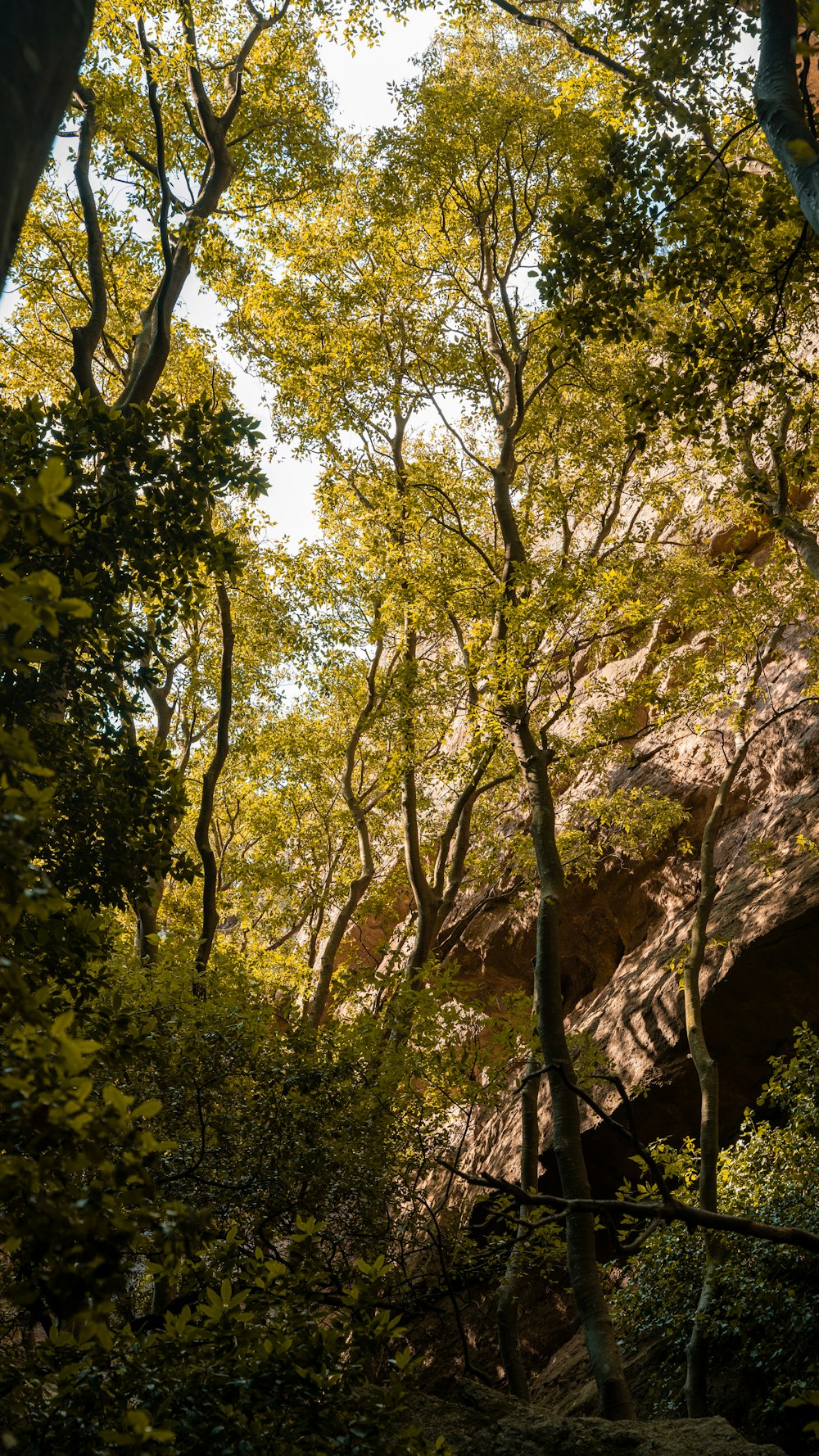 a forest filled with lots of green trees