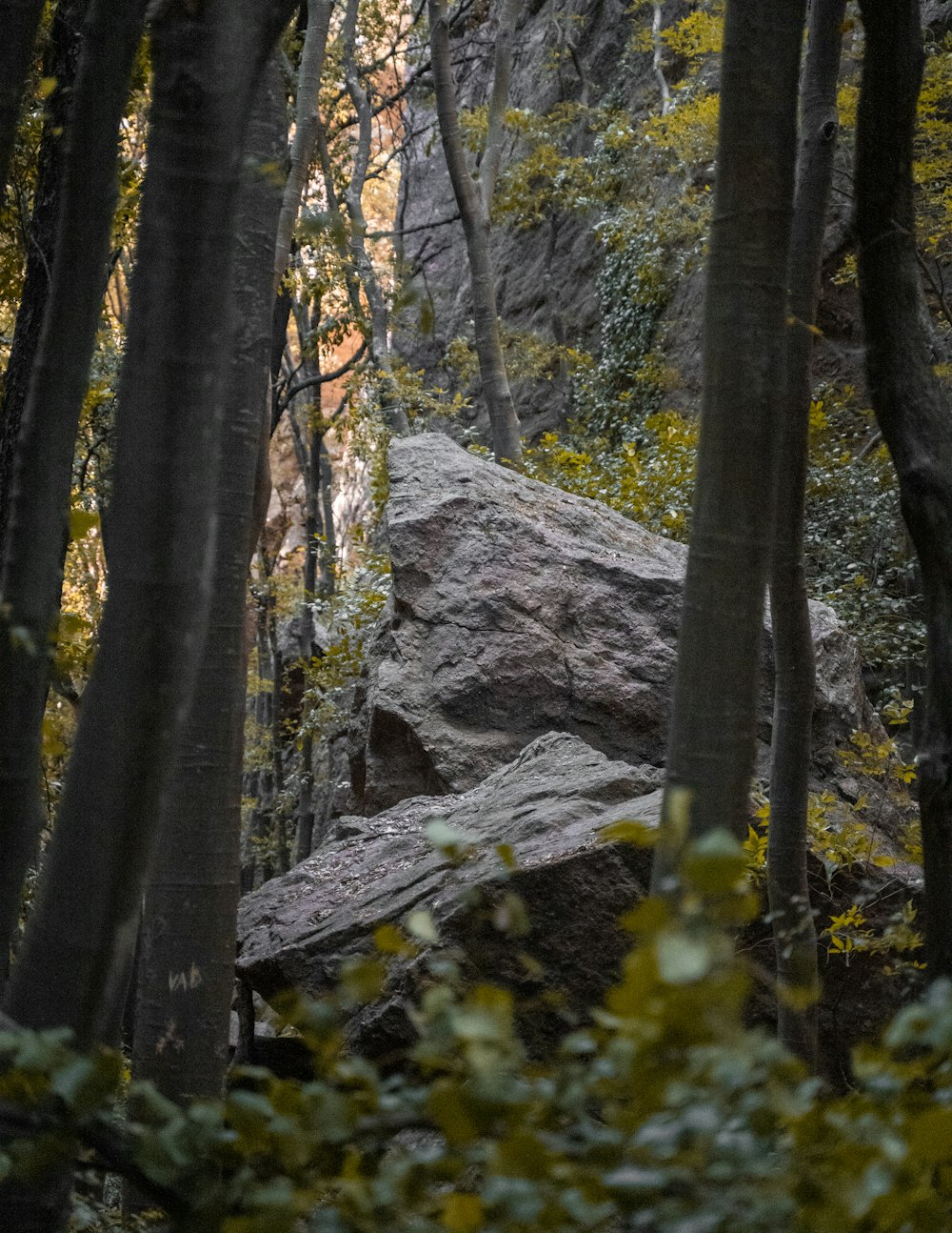 a large rock in the middle of a forest