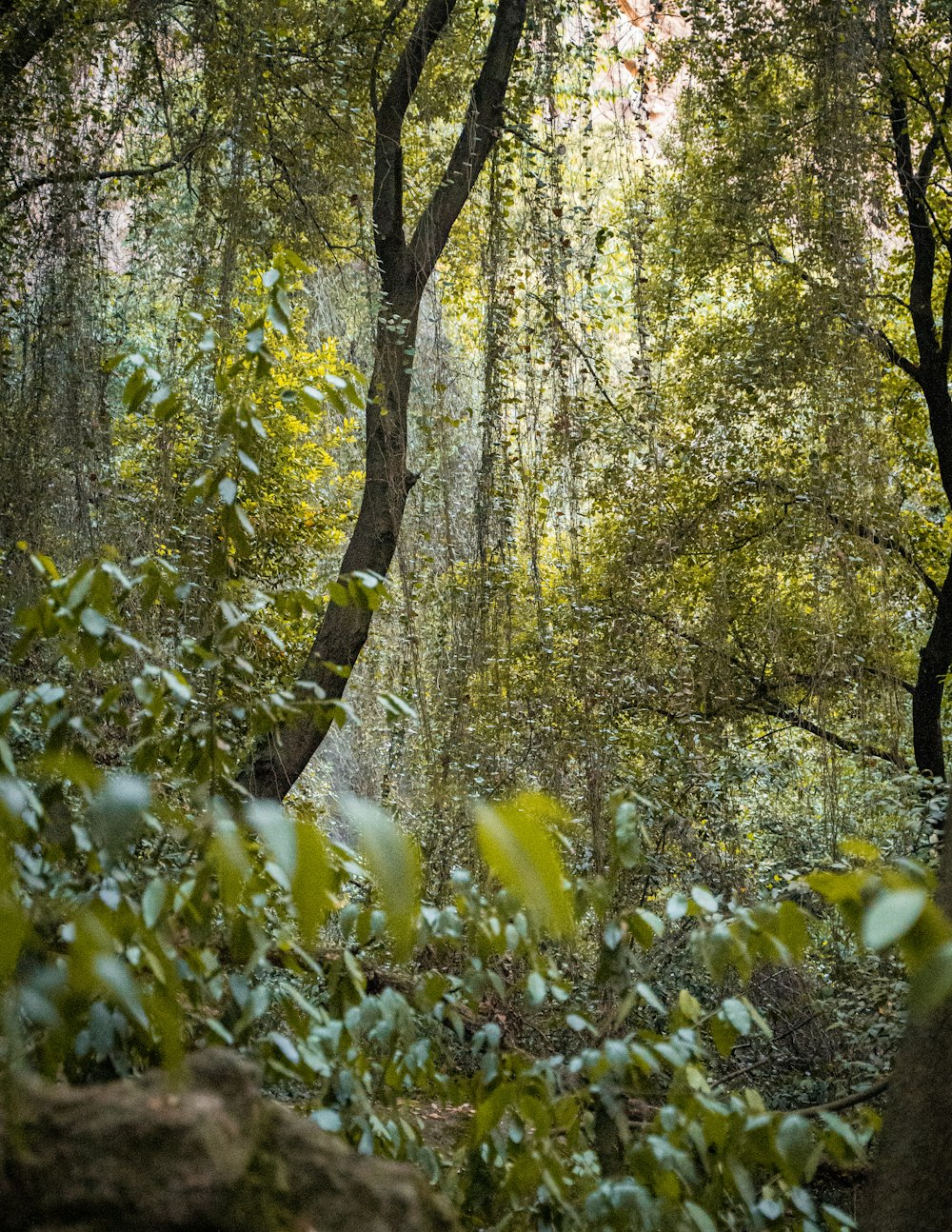 a lush green forest filled with lots of trees