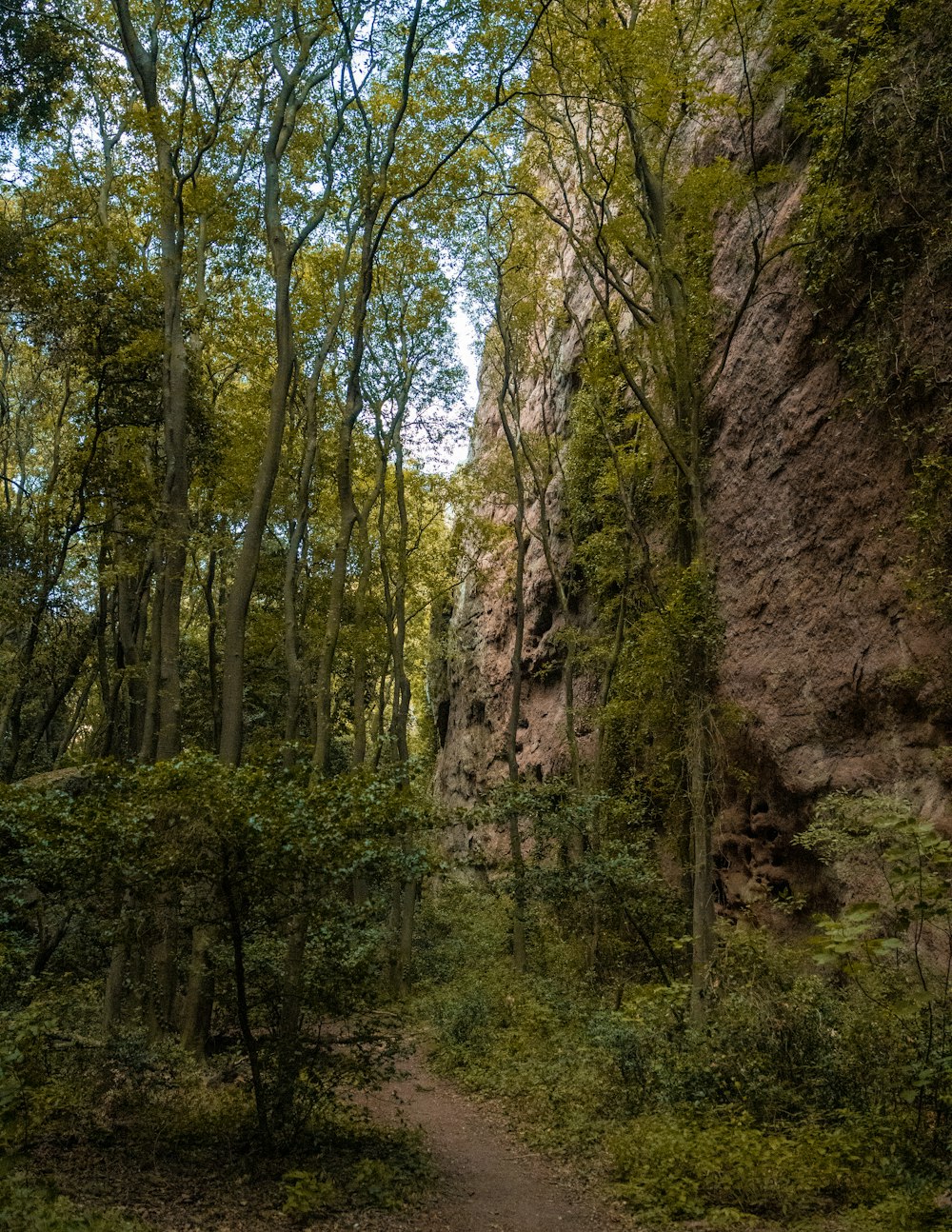 a dirt path through a forest filled with lots of trees