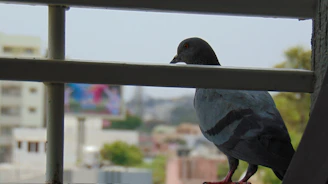 A technician installing pigeon netting on a window frame in a residential area.