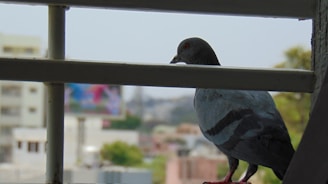Technician installing a pigeon net on a residential window with cityscape in the background