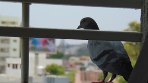 Pigeon Safety Net