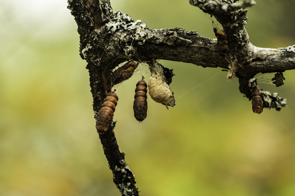 a group of caterpillars hanging from a tree branch