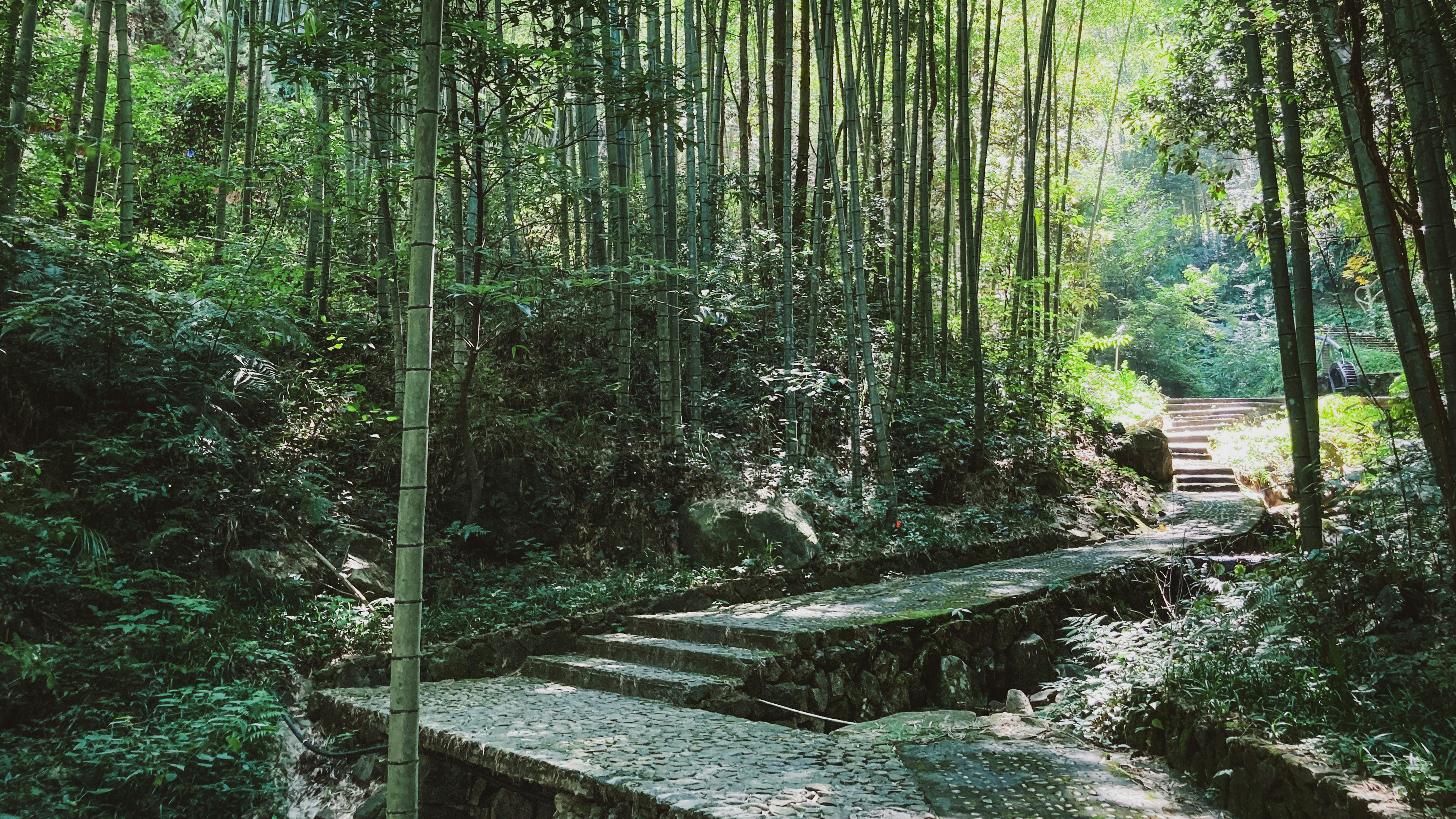 A path in the middle of a lush green forest photo – Free Plant Image on ...