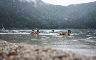 a group of ducks floating on top of a lake