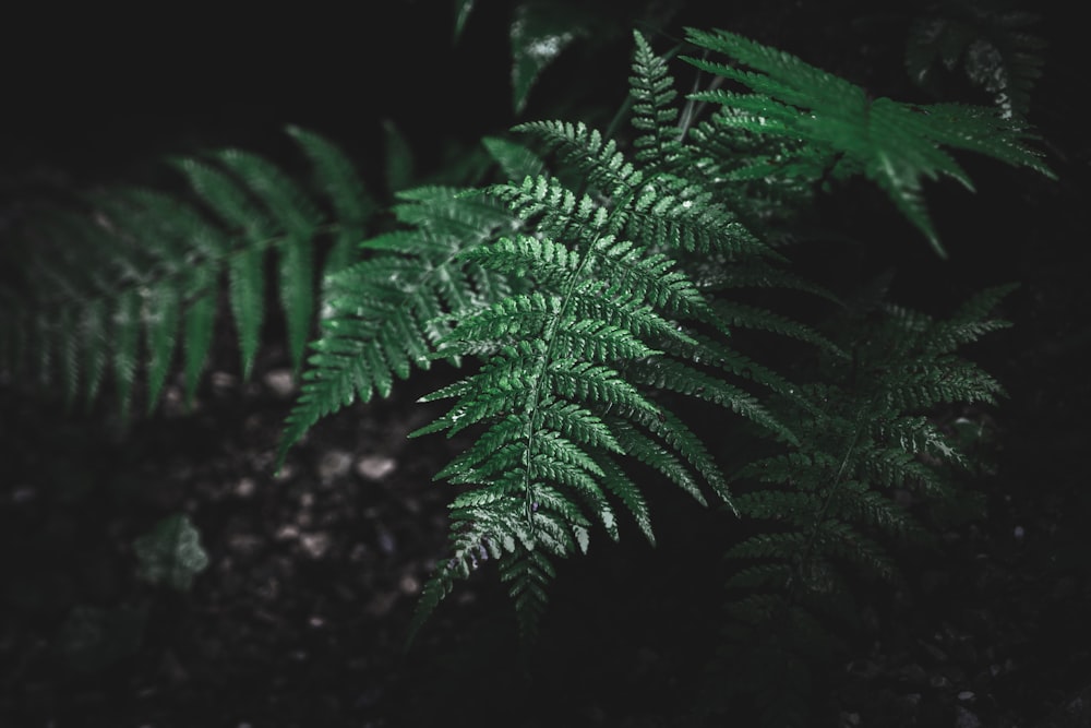 a close up of a fern leaf in the dark