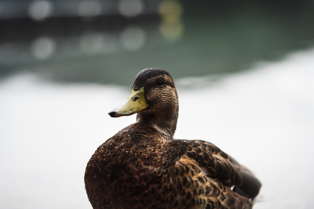 a close up of a duck near a body of water