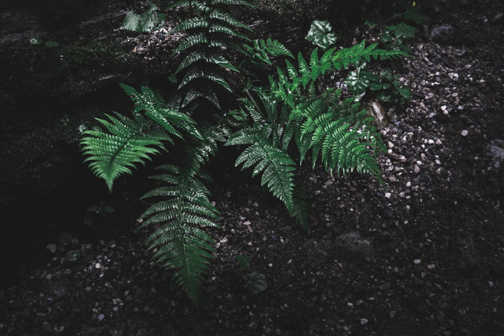 a green plant growing out of the ground