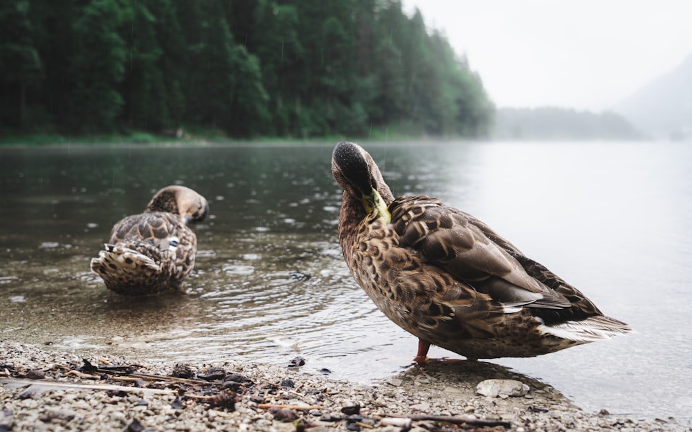 a couple of ducks standing on top of a lake