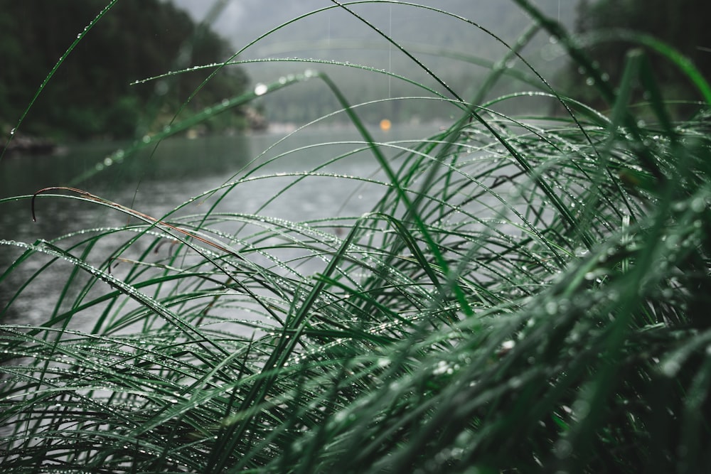 a close up of some grass near a body of water