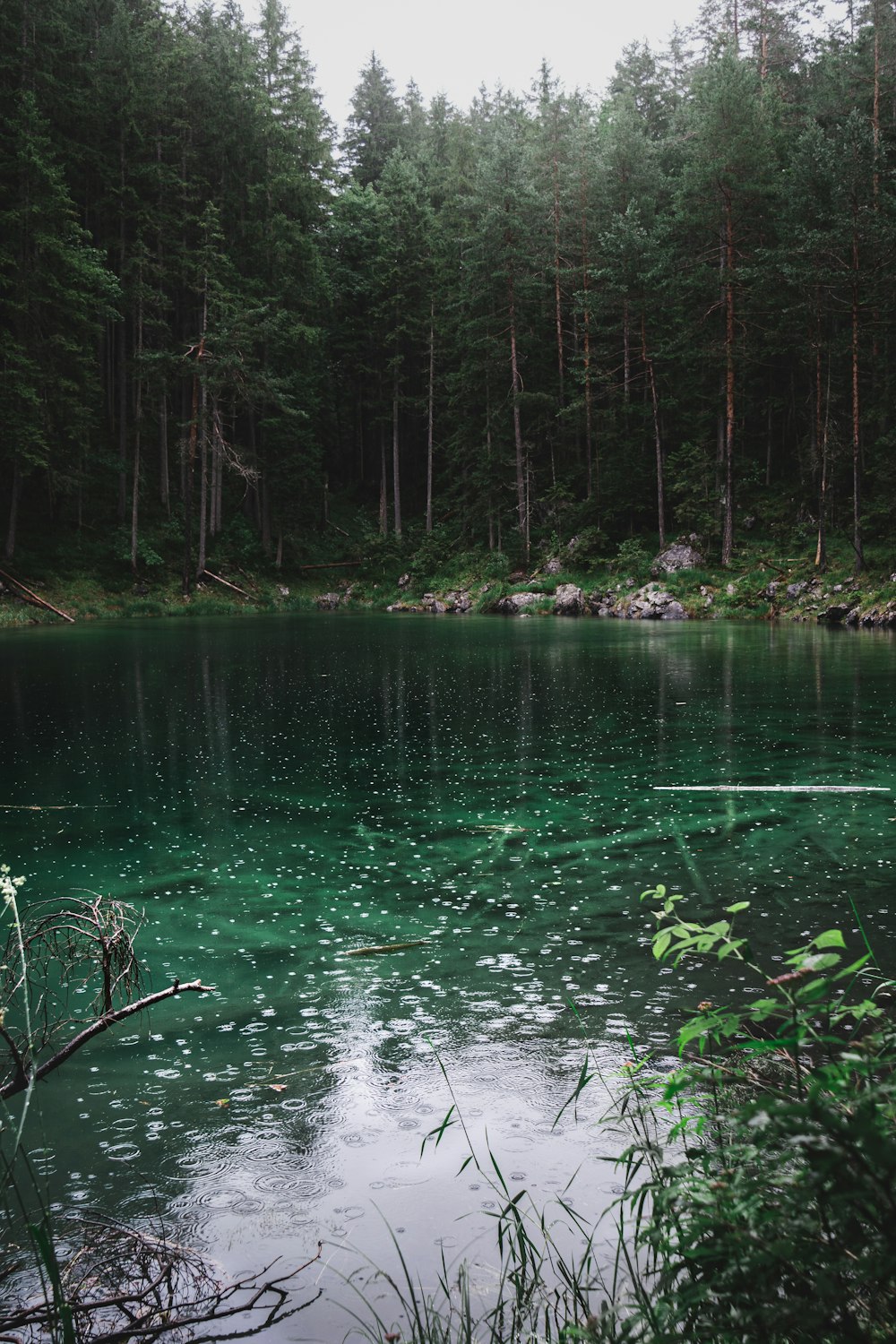 Ein Gewässer umgeben von einem Wald
