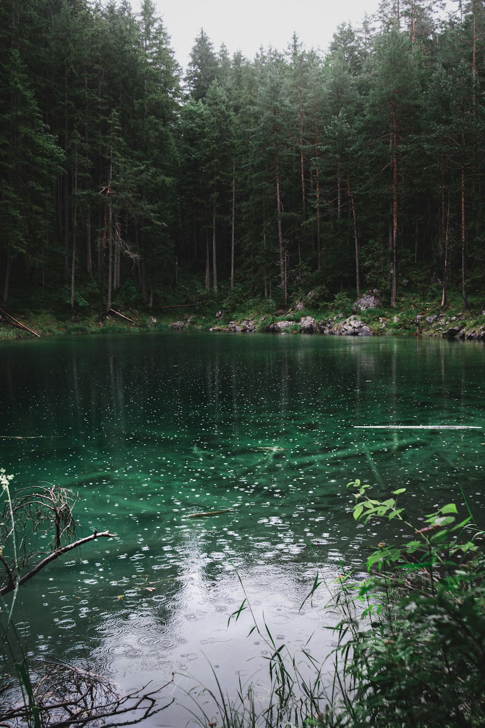 a body of water surrounded by a forest