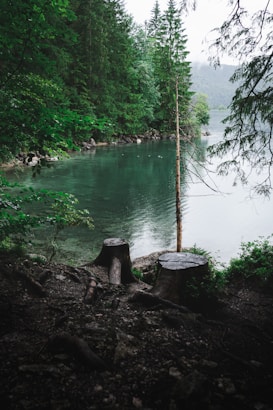 A serene lakeside scene with dense evergreen trees lining the shore. The water is clear and calm, reflecting the greenery. Two tree stumps and a fallen log are visible in the foreground, indicating recent tree removal. A single tall, bare tree stands near the water's edge, adding contrast to the lush surroundings.
