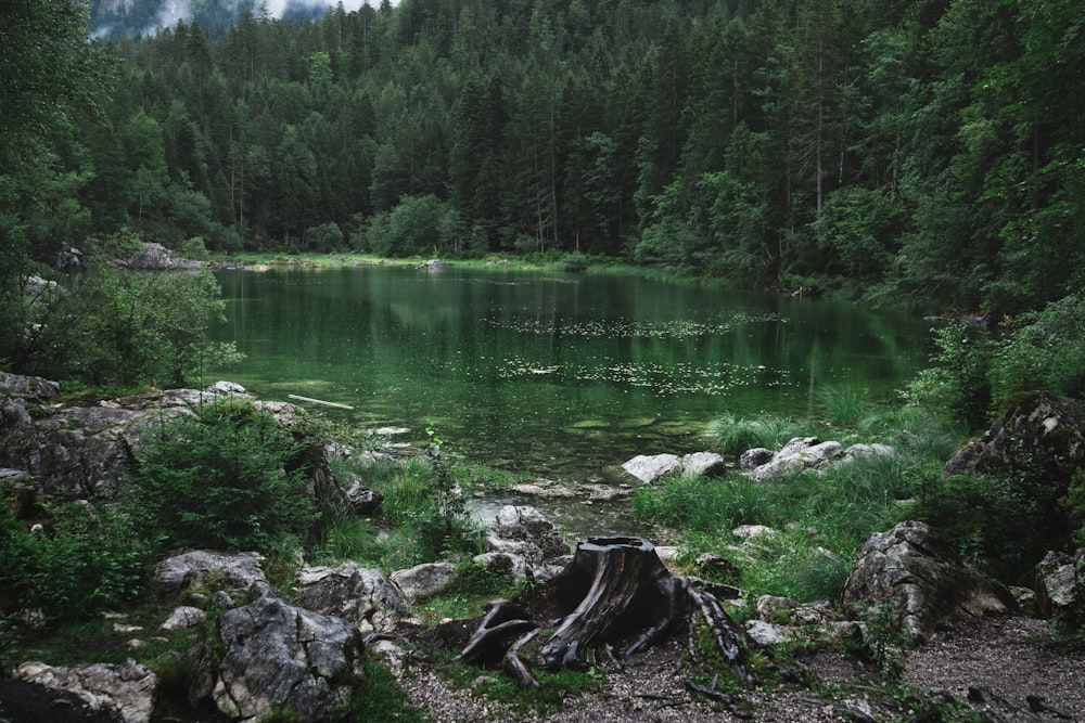 a body of water surrounded by trees and rocks